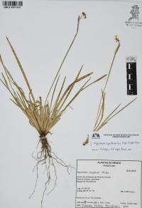 Sisyrinchium arguellesiae image